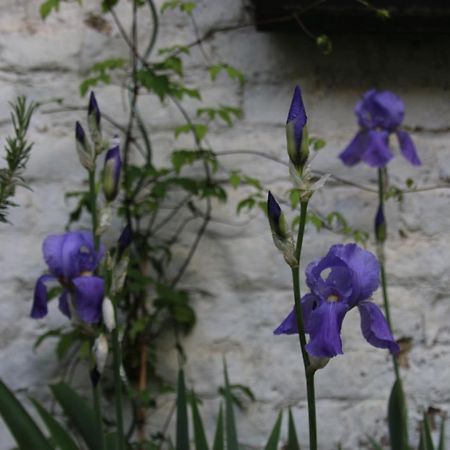 B&B Les Iris Brussel Eksteriør bilde